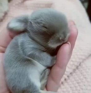 Meet your Posher, Beverly